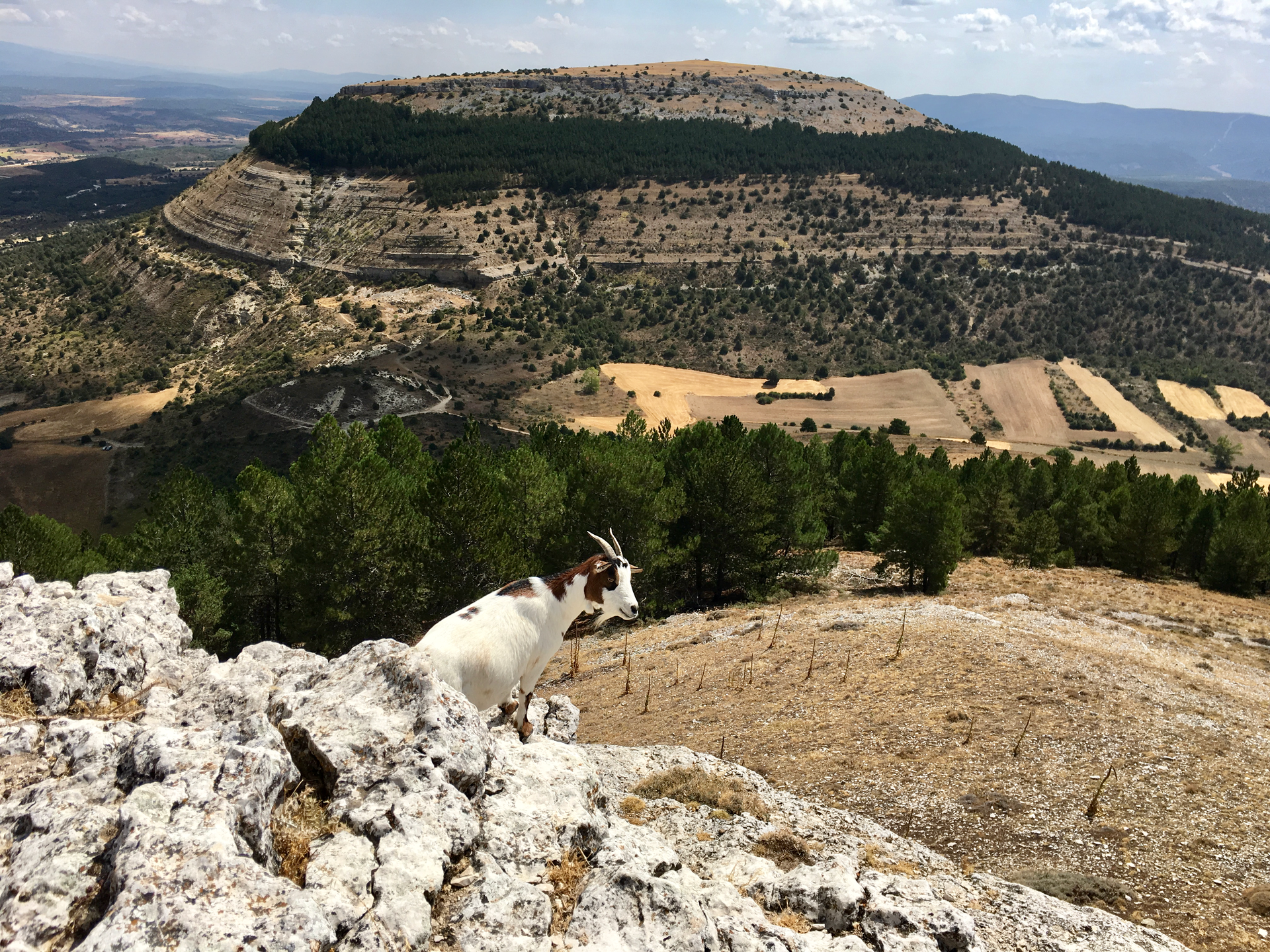 Camino de las Mamblas - Ermita
